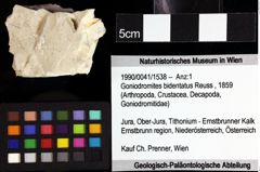 Foto (Objket + Etiketten) von Isopoda indet. 